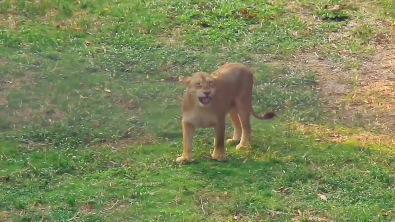 The lion