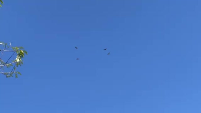 Hawks circling the sky awesomeness