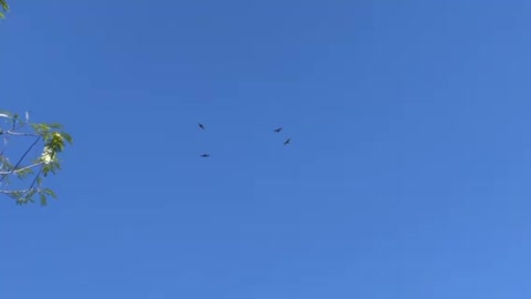 Hawks circling the sky awesomeness