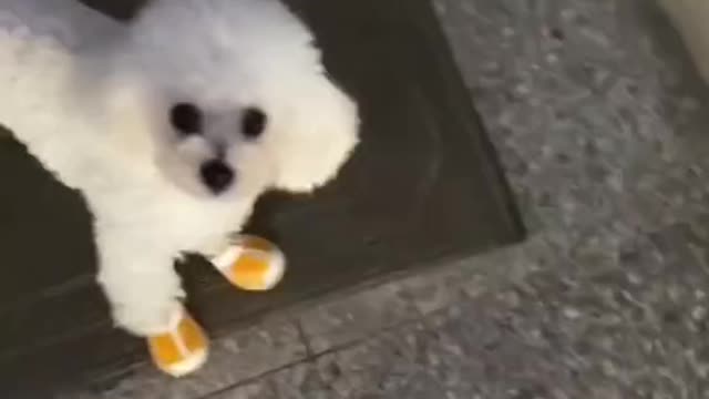 A dog run downstairs head down.