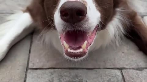 Funny animal video in this dog plz support me from usa in United States Amir