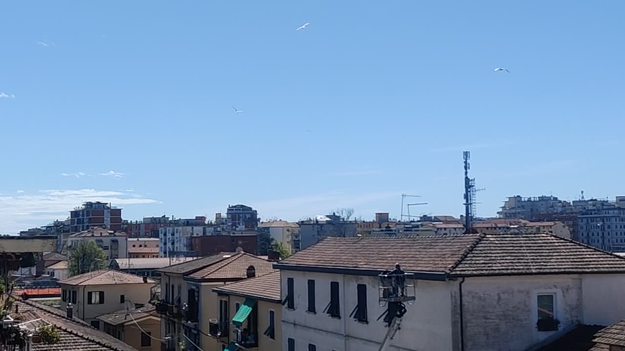 Seagull is Territorial Towards Worker