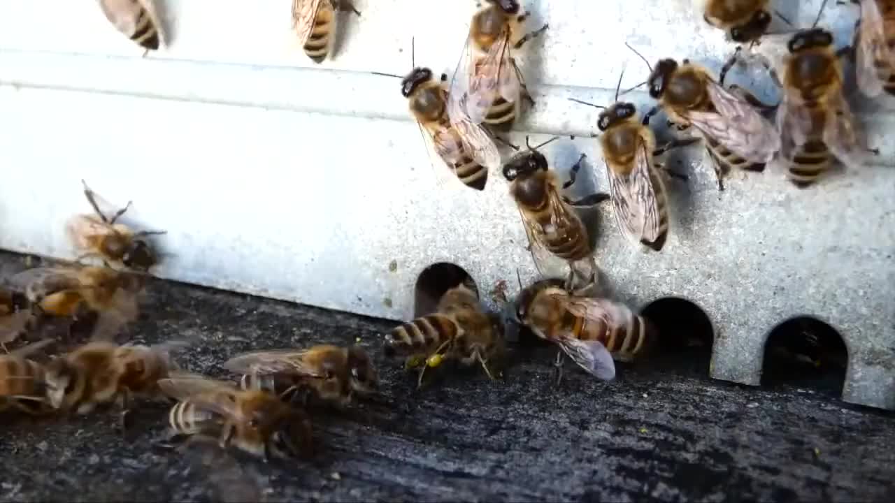 It's sunny! It's warm! Spring is coming ! Bees are happy !
