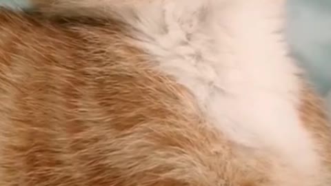 Secretly filming my little orange cat sleeping, I wonder if it won't bite its tongue?