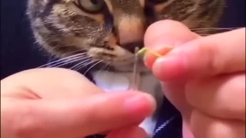 Animal Life -Funniest Cats and Dogs 🐶🐱 _ Funny Animal Videos #33