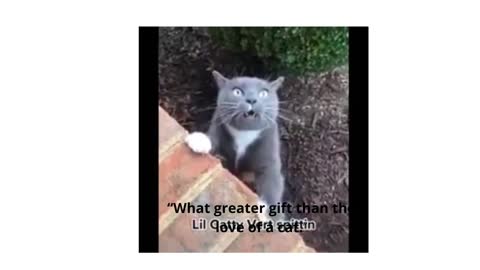 Funniest Cats 😹 - Don't try to hold back Laughter 😂 - Funny Cats Life