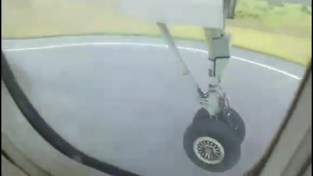 Plane Hit The Deer
