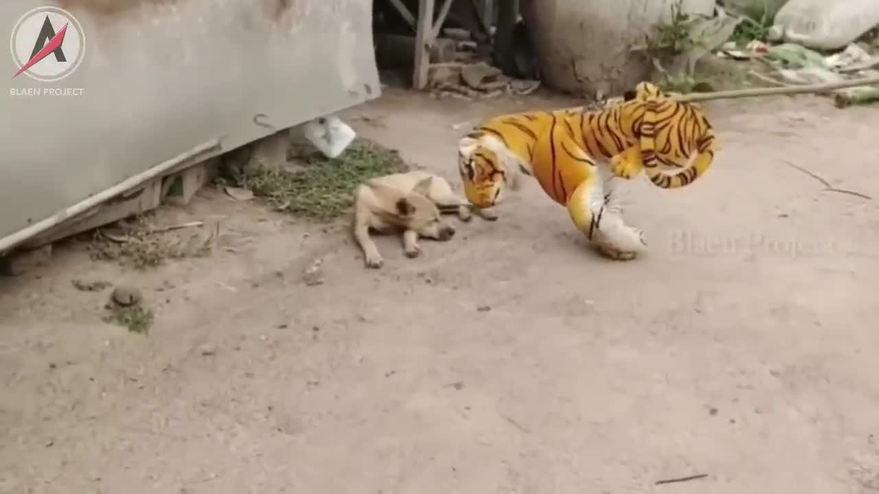 Watch how this dog responds when confronted by a doll of a tiger and lion.