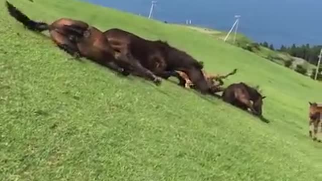 Horses