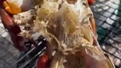 Insane video of what sea lice can do