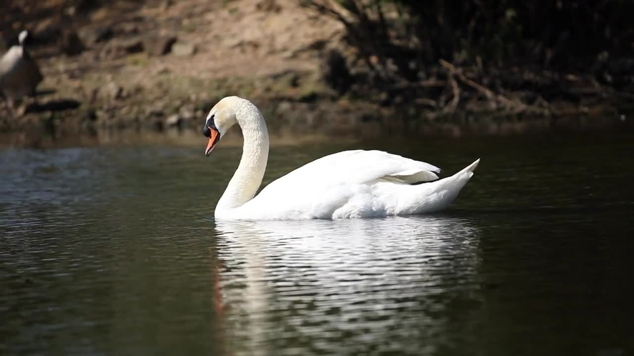 The geese are floating freely in the lake.