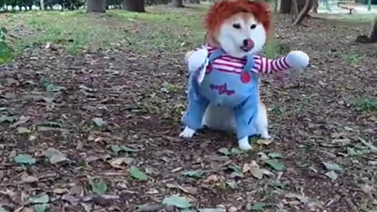 Chucky Charmy! Shiba Inu Charmy