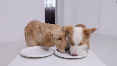 WHO EATS FASTER Golden Retriever Or Border Collie