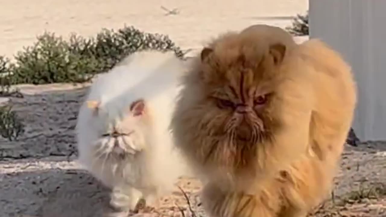 Persian cats on the catwalk π¦πΆββοΈπΉ #adventurecat #cats || FUNCREAT