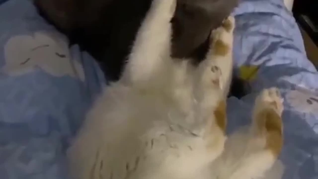 Unconditional True Love #shorts #shortvideo #video #virals #videoviral