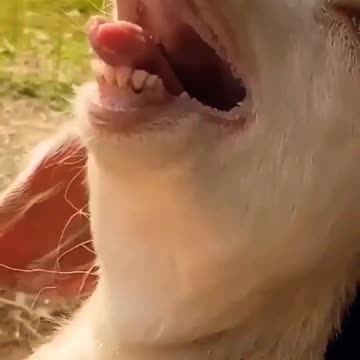 Goat funny video