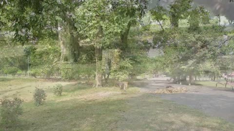 Black Kite Cheel attacking for Food eating Meat on Ground