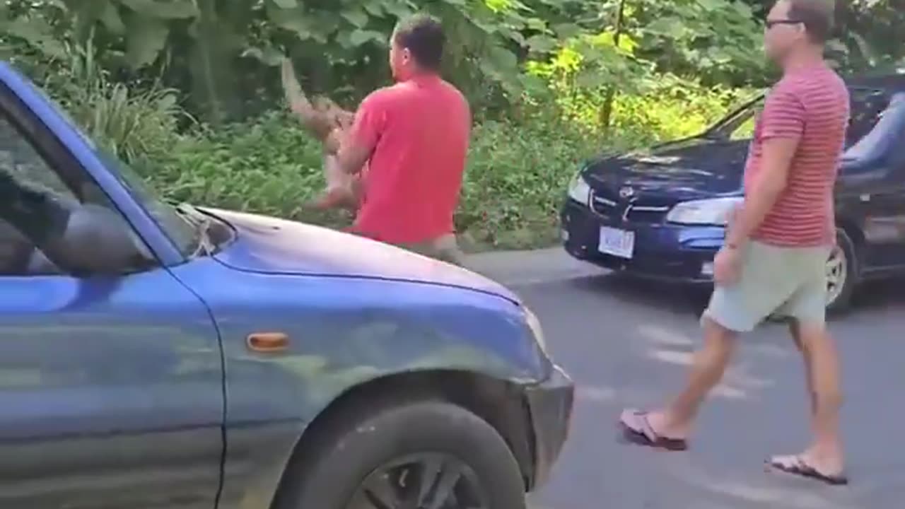 Helping a sloth across a road