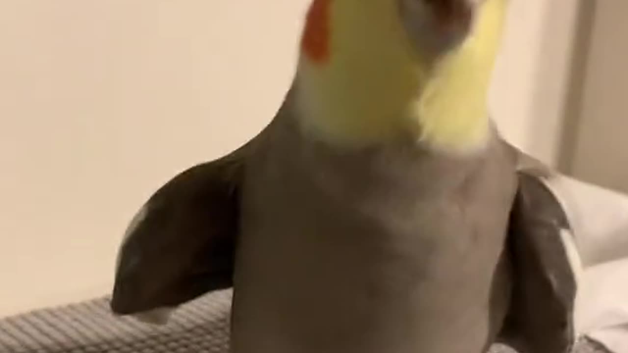 Funny Parrot 🦜🦜🤣🤣 Must Watch !