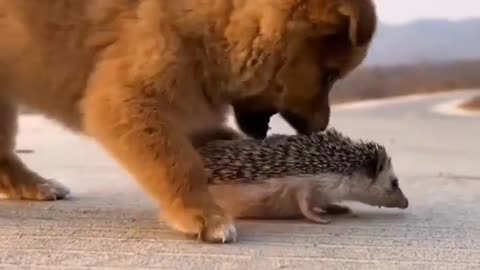 Dog rat love😘😘🤩🤩😍😍😍