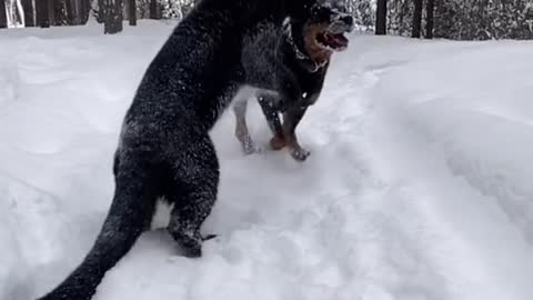 Black tiger vs rotviolet dog. 👉🐕🐅