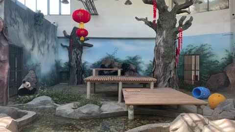 Giant panda eats bamboo, it is very happy