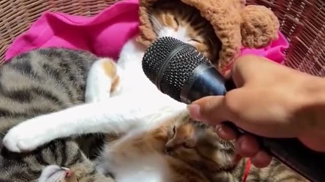 Funniest cats and dogs