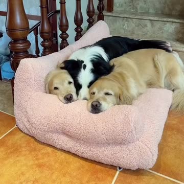 Dogs' nap time