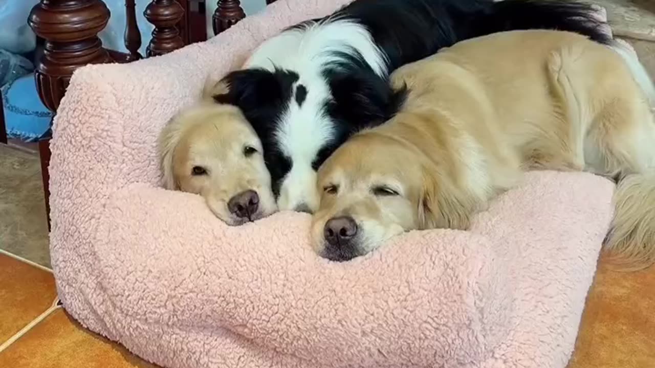 Dogs' nap time