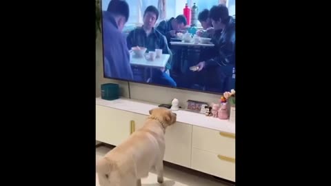 New Dog Funny Video- Viral Videos