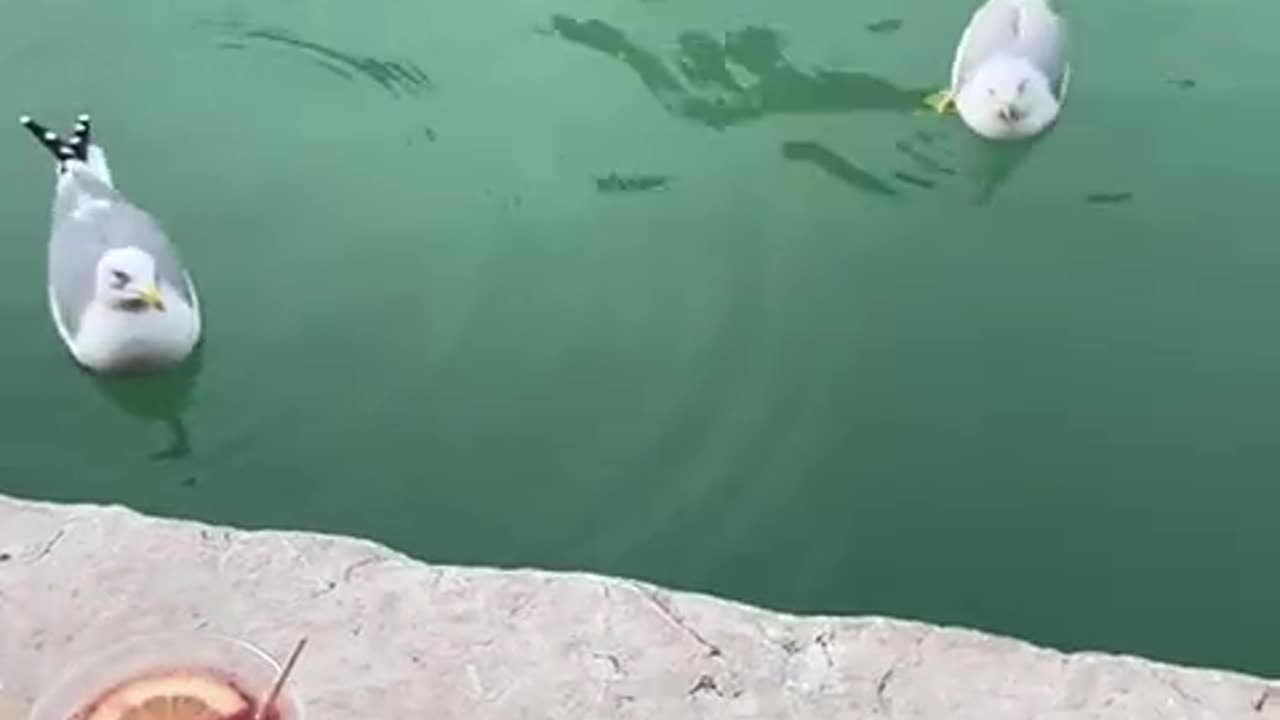 Bird Steals Woman's Snack