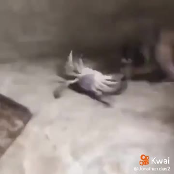 cat x crab