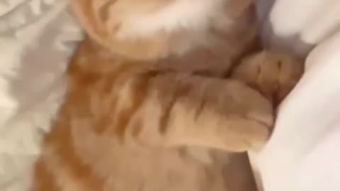 Nik Funny videos