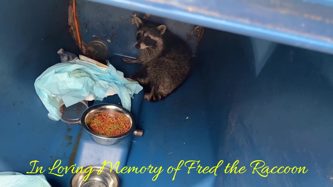 Remembering Fred the Raccoon