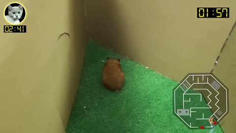 Cat Kitten 🐈 Hamster 🐹 vs Rabbit🐇 Who is the BEST