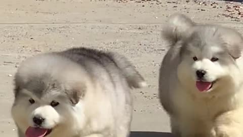 Alaskan malamute is So cute