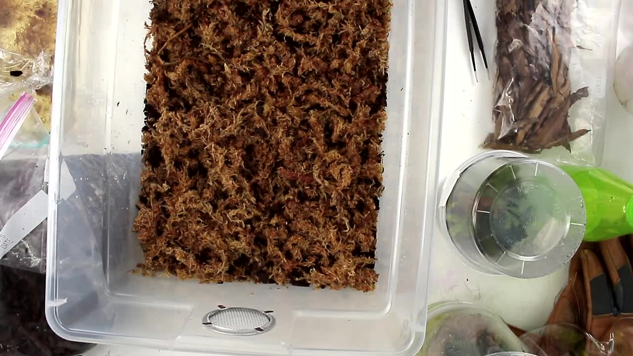 Planting a Bioactive Grow Bin - Commentary and Tips