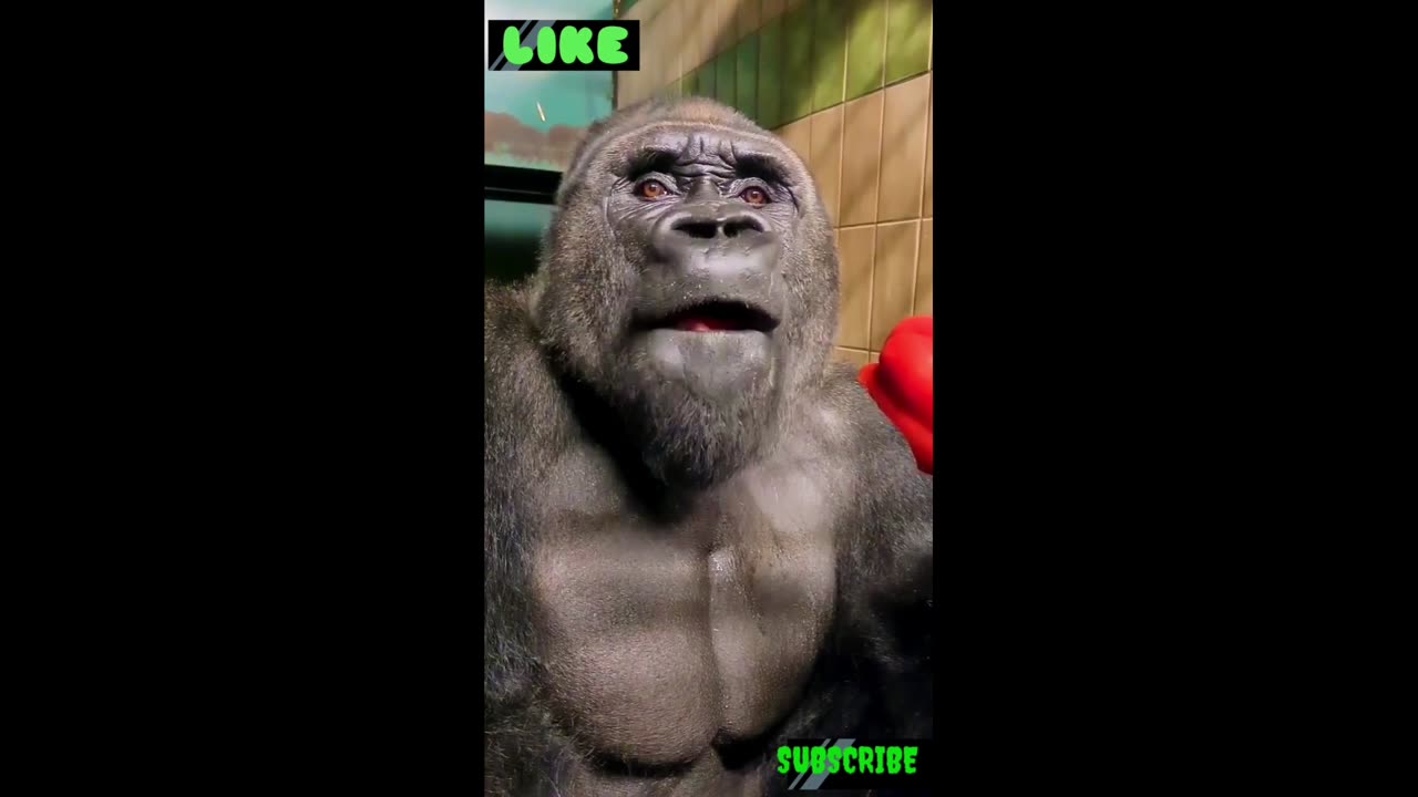 Gorilla 🦍 funny eating 🦍🦍🦍🦍