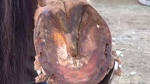 ASMR oddly satisfying hoof restrictions