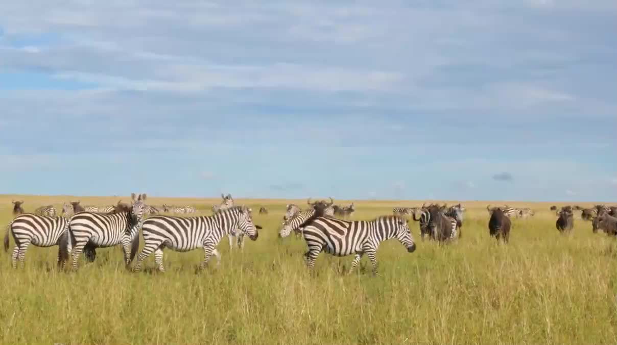 Scenic Wildlife Film With African