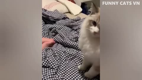 More Funny Animal Videos