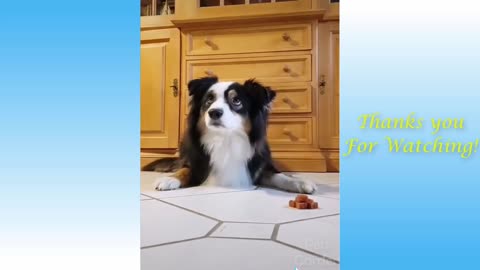 Cute Pets And Funny Animals Compilation #3