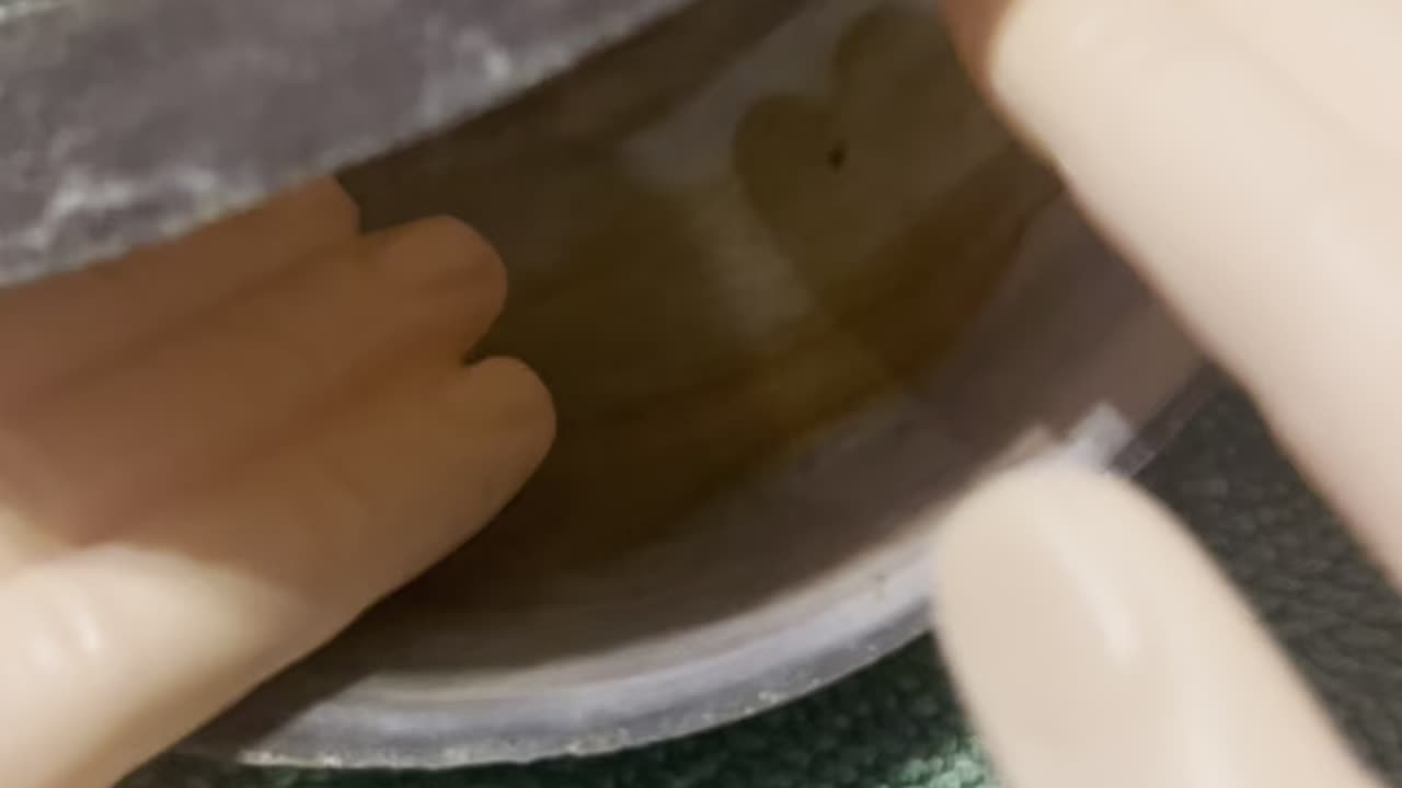 Small hands clam bake? #elvis #funnyvideos #noreason #tinyhands