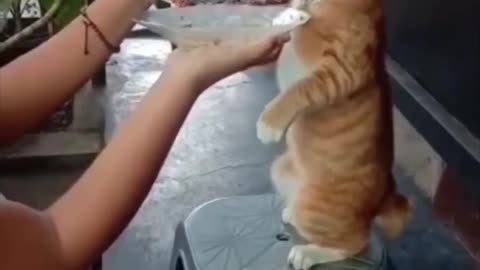 Women feeding the kitten