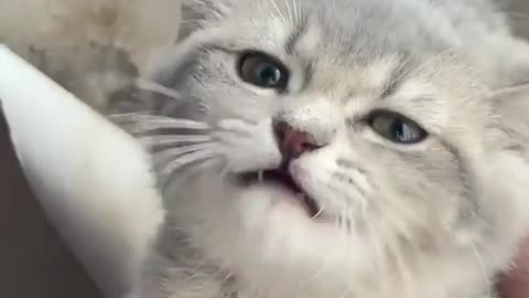 Adorable Funny Cat Videos.