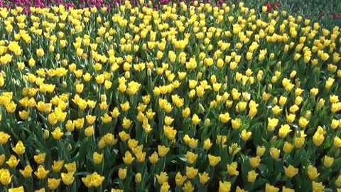 Crush the tenderness into the cracks of life