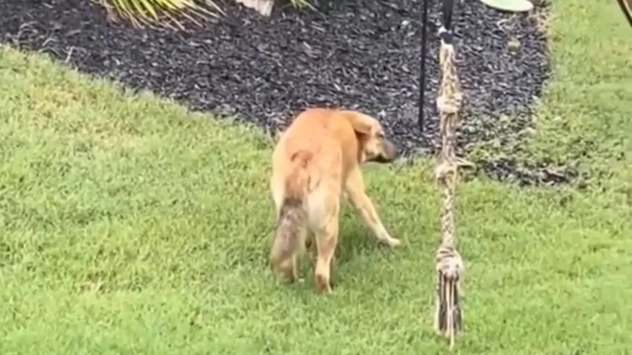 Rain Check: Dog's Hilarious Change of Heart in the Garden!