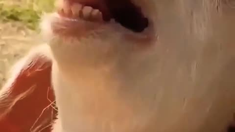 goat funny video 😂😂-goat #shorts #short #shortsvideo #goat
