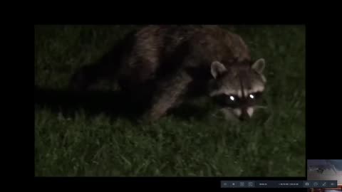 COON fishing-chicken bones