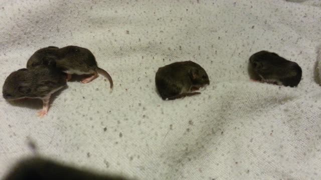 Baby Mice